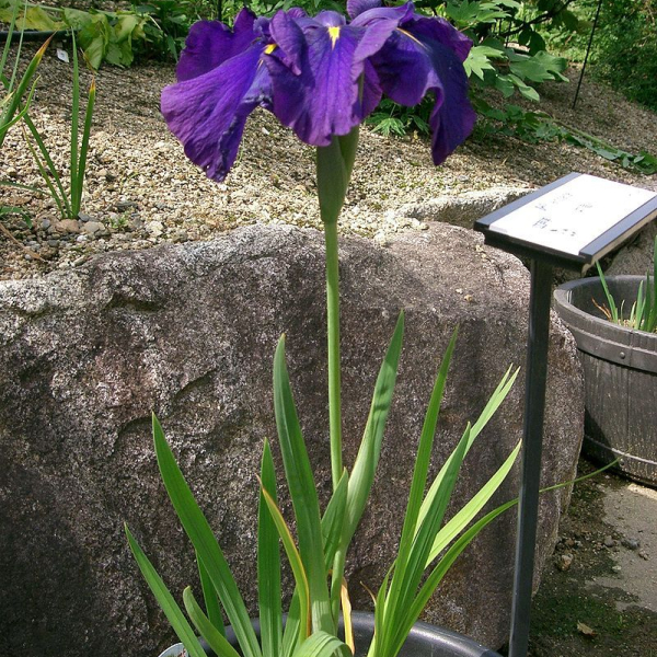 IRIS ensata - Iris du Japon