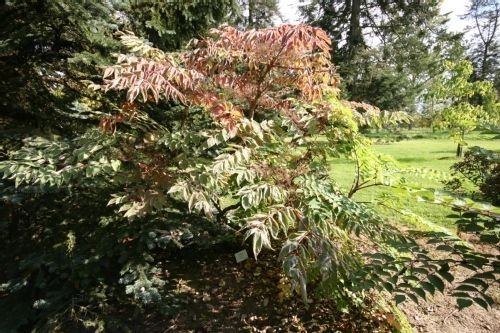 ARALIA elata variégata - Angélique en arbre à feuilles panachées 'Variegata'