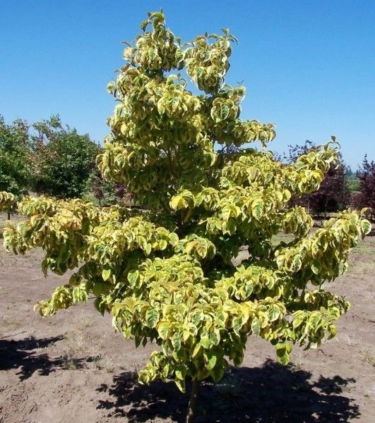 CORNUS florida 'Cherokee Sunset' - Cornouiller à fleurs