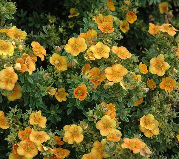 POTENTILLA fruticosa 'Mango Tango'® - Potentille arbustive 'Mango Tango'®