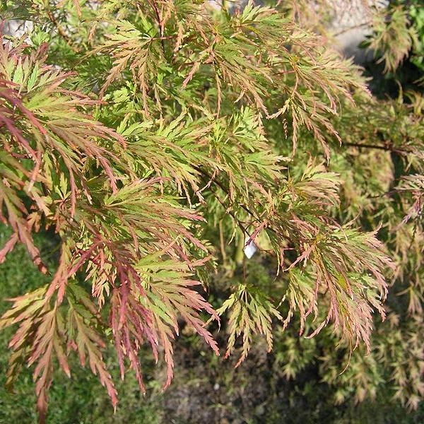 ACER palmatum 'Seiryu' - Erable du japon pourpre