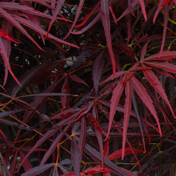 ACER palmatum 'Red Pygmy - Erable du Japon