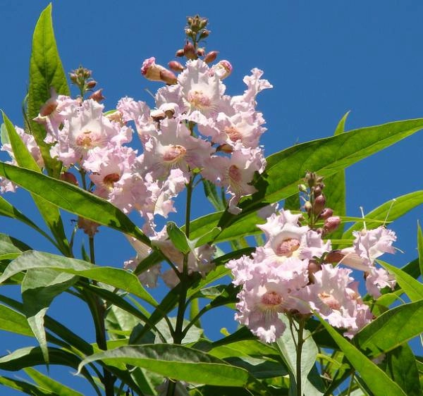 CHITALPA tashkentensis 'Summer Bells' ®