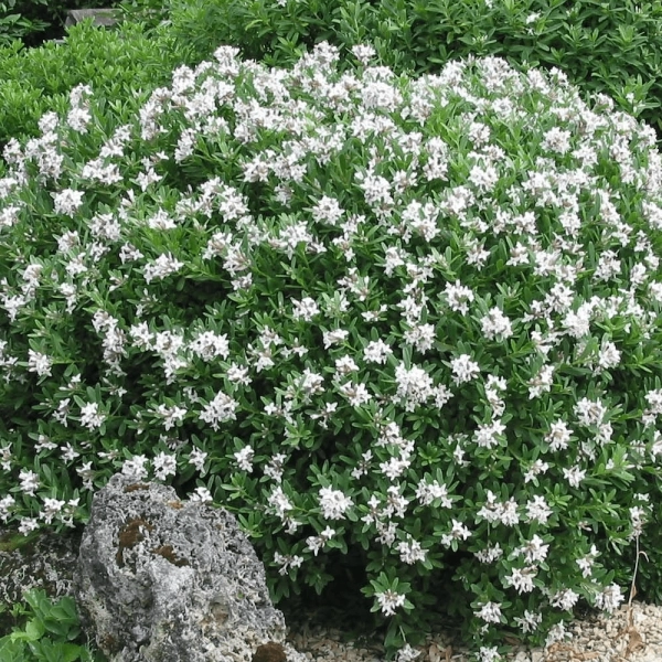 DAPHNE transatlantica 'Eternal Fragrance'
