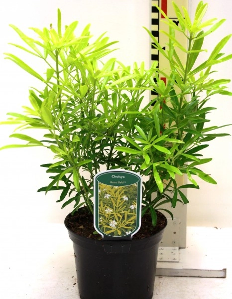 CHOISYA ternata 'Aztec Goldl'® - Oranger du Mexique à feuilles découpées
