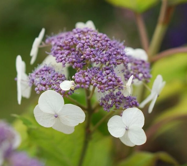HYDRANGEA aspera 'Goldrush'®