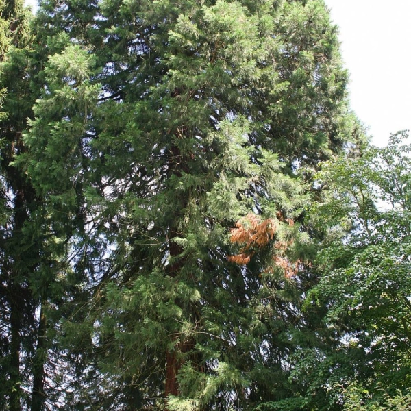 SEQUOIADENDRON giganteum 'Glaucum' - Séquoia géant