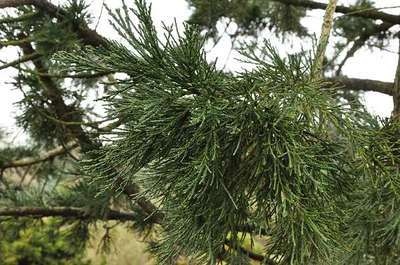 SEQUOIADENDRON giganteum 'Glaucum' - Séquoia géant