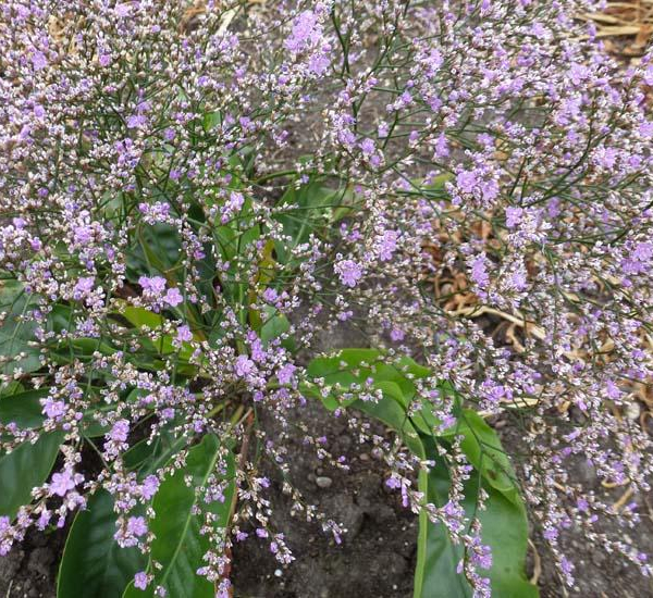 LIMONIUM latifolium - Statice