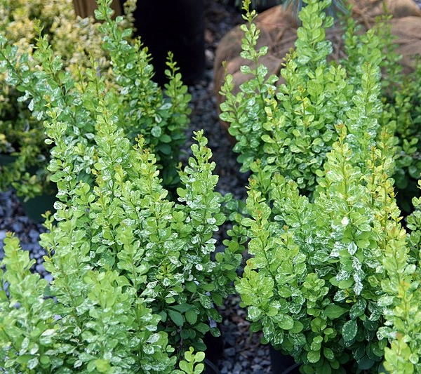 BERBERIS thunbergii 'Pow Wow' - Epine vinette de Thunberg