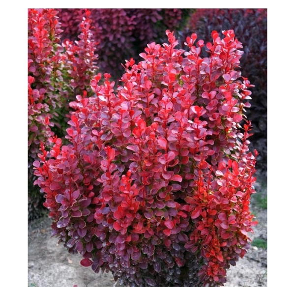 BERBERIS thunbergii 'Red Tower'® - Epine vinette