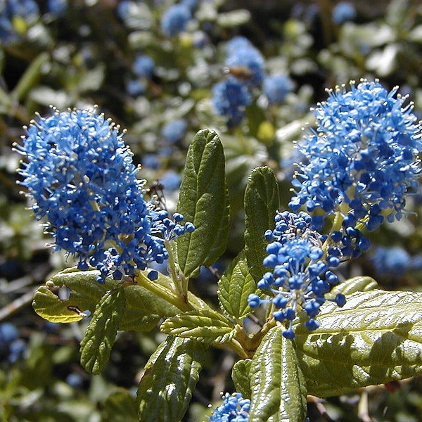 CEANOTHUS 'Julia Phelpe' - Céanothe
