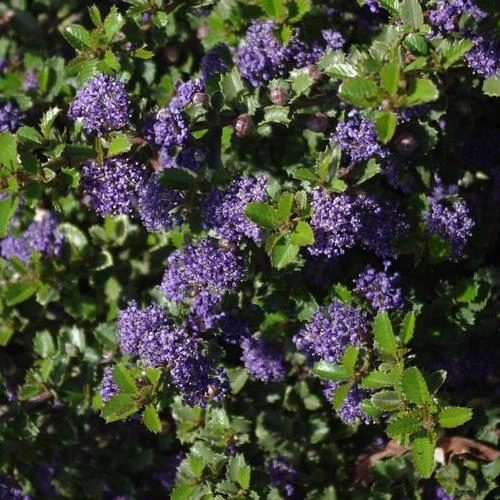 CEANOTHUS 'Emily Brown' - Céanothe