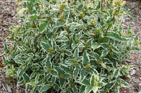 DIERVILLA sessilifolia 'Variegata' - Diervillée des ruisseaux / Faux Weigelia