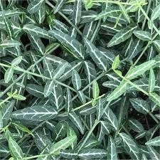 EUONYMUS fortunei 'Wolong Ghost'