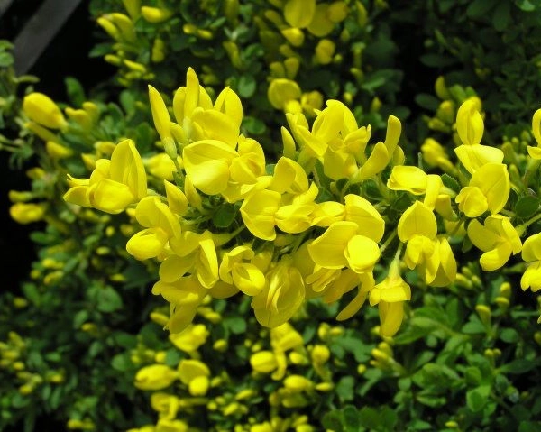 CYTISUS decubens - Genêt rampant