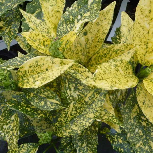 AUCUBA japonica 'Golden King'