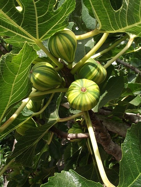FIGUIER 'Panaché'