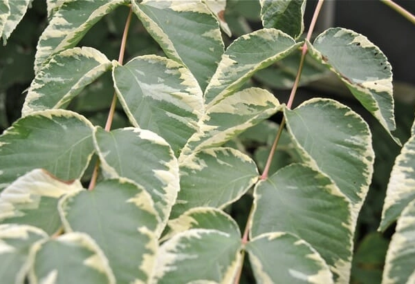 ARALIA elata 'Golden Umbrella'
