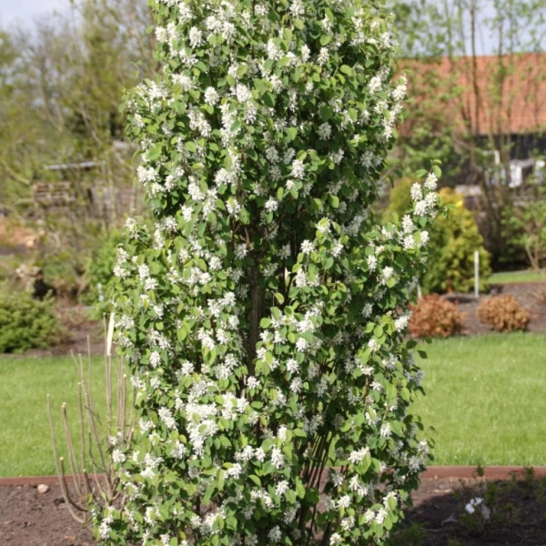 AMELANCHIER alnifolia 'Obelisk'®