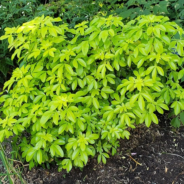 CHOISYA ternata 'Lich'