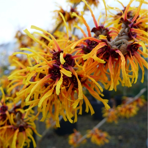 HAMAMELIS intermedia 'Orange Beauty'