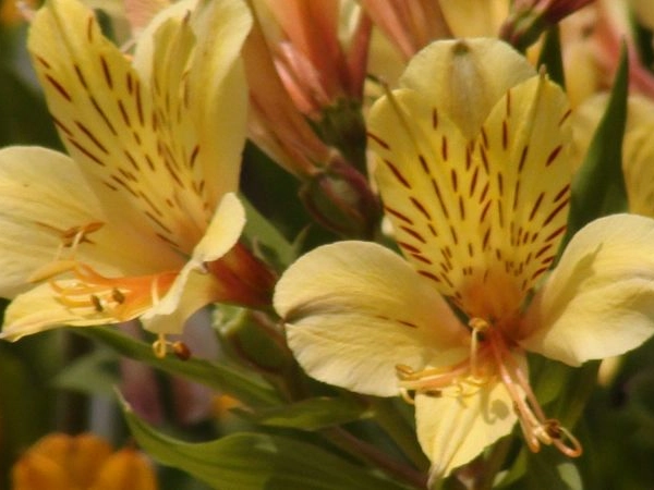 ALSTROEMERIA 'Layon'