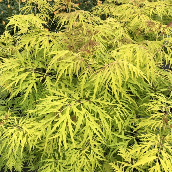 SAMBUCUS nigra 'Lemony Lace'®