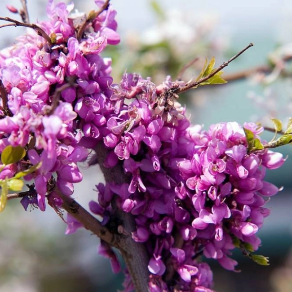 CERCIS canadensis 'Little Woody'