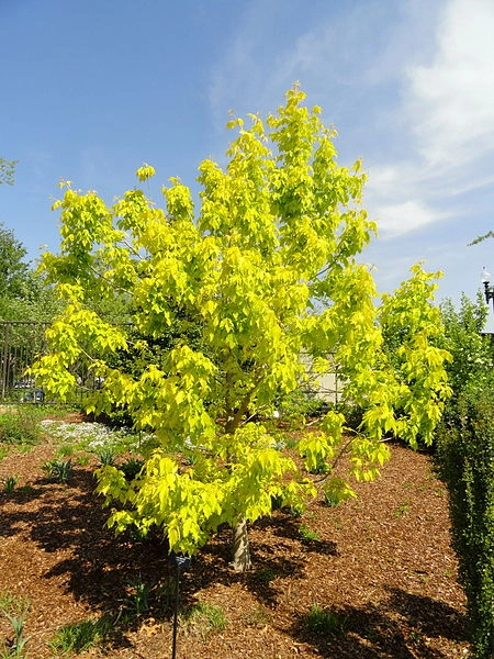 ACER negundo 'kelly's Gold' - Erable à feuilles de frêne doré