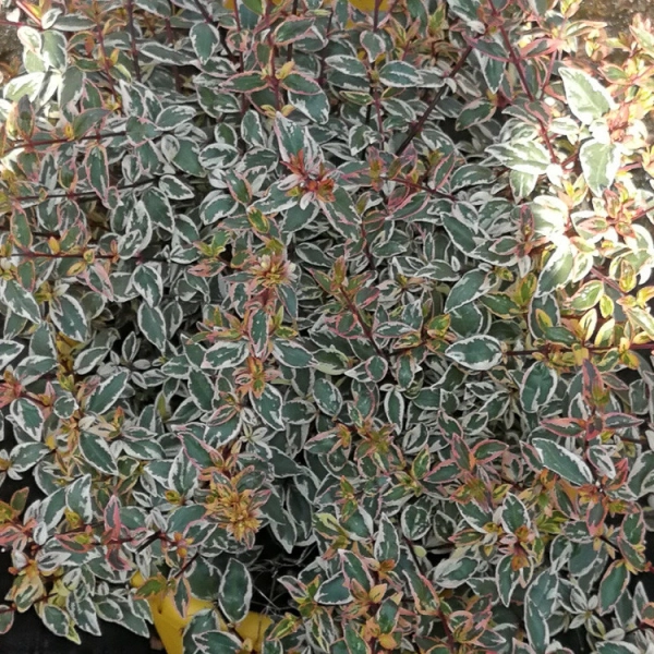 ABELIA Grandiflora 'Tricolor Charm'®