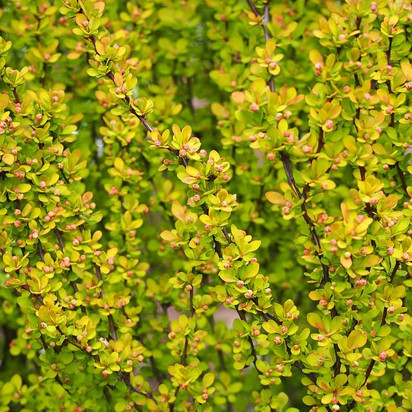 BERBERIS thunbergii 'Maria'®