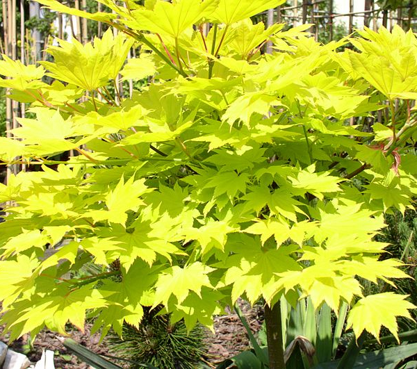 ACER palmatum 'Aureum' - Erable du Japon doré