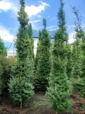 ACER palmatum 'Tsukasa Silhouette'® - Erable du japon pourpre