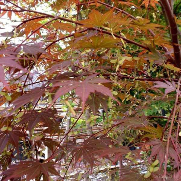 ACER palmatum 'Yezo-Nishiki'