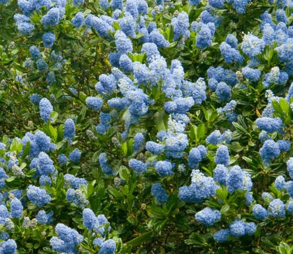CEANOTHUS 'Cascade' - Ceanothe bleu