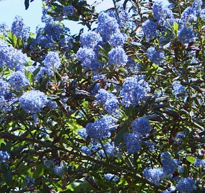 CEANOTHUS 'Italian Skies' - Céanothe