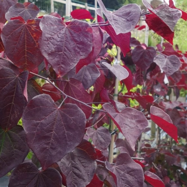 CERCIS canadensis 'Ruby Falls' - Gainier du Canada