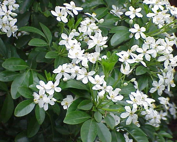 CHOISYA ternata 'Walbertons Moonshine' - Oranger du Mexique