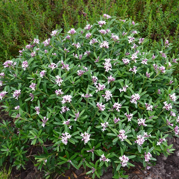 DAPHNE transatlantica 'Pink Fragrance'®