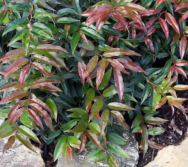 LEUCOTHOE walteri 'Royal Ruby' - Arbuste nain au feuillage persistant