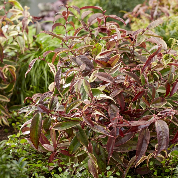 LEUCOTHOE walteri 'Whitewater'® ('Howw'®) - Arbuste nain au feuillage persistant