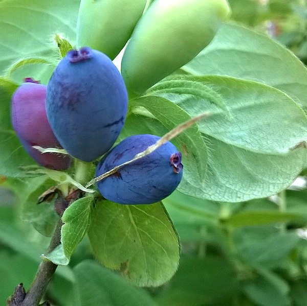 LONICERA kamtschatica - Baie de mai