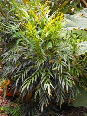 MAHONIA 'Sweet Winter'® ('Minganpi'®) - Mahonia nain à feuilles de Houx