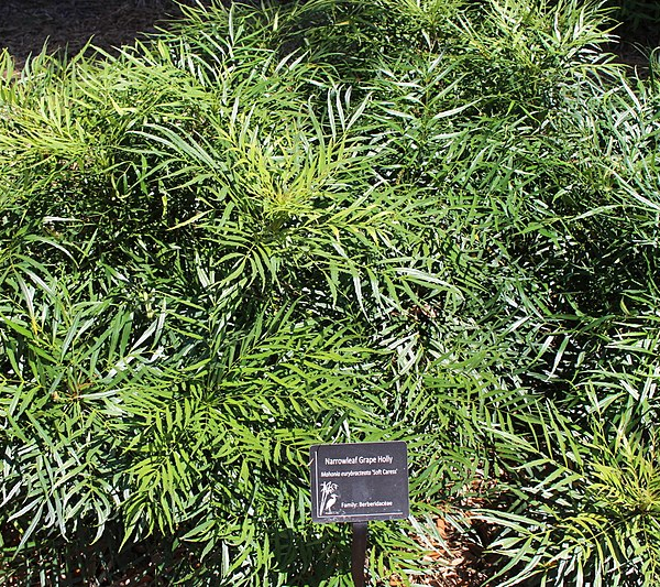 MAHONIA eurybracteata 'Soft Caress'® - Mahonia nain à feuilles de Houx