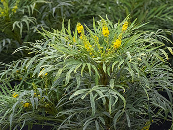 MAHONIA eurybracteata 'Soft Caress'® - Mahonia nain à feuilles de Houx