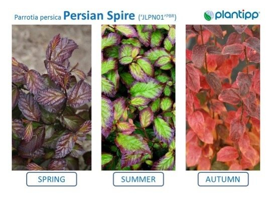 PARROTIA persica 'Persian Spire'® (JLP01®) - Parrotie, Arbre de fer, superbe feuillage d'automne