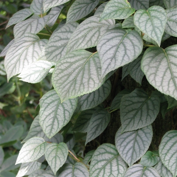 SCHIZOPHRAGMA hydrangeoides 'Moonlight' - Hortensia Grimpant