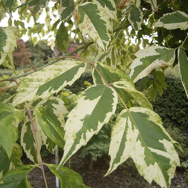 ACER negundo 'Aureomarginatum' - Erable à feuilles de frêne doré