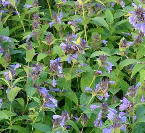 NEPETA subsessilis - Menthe aux chats